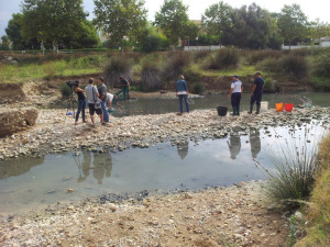 Retirada carpes riu Foix