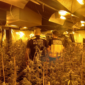 Comís marihuana