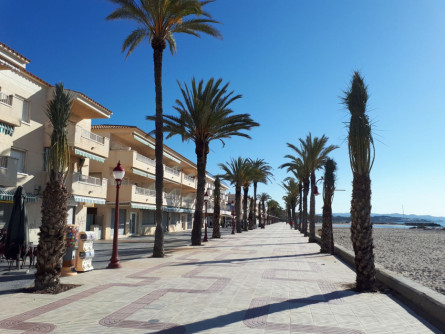 replantada palmeres passeig