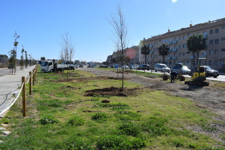 Arbrat av. Prat i Les Salines_5.JPG