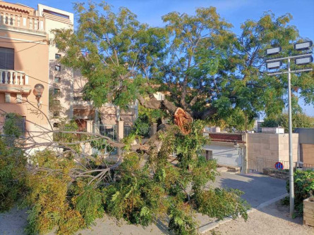 Caiguda_arbre_pl_Castell_1.jpeg