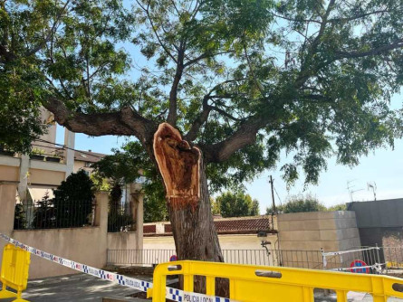 Caiguda_arbre_pl_Castell_4.jpeg