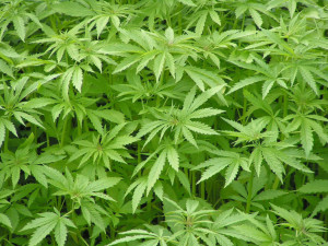 Planta de cànnabis
