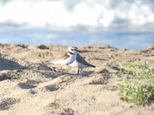 Corriol camanegre a la platja de Cubelles