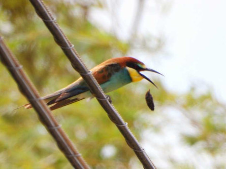 Delta Birding Festival2023_5.jpg