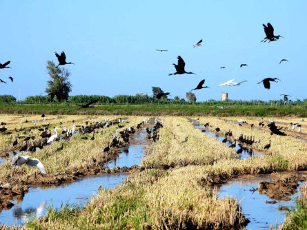 Delta Birding Festival2023_7.jpg