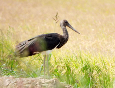 Delta Birding Festival2023_8.jpg