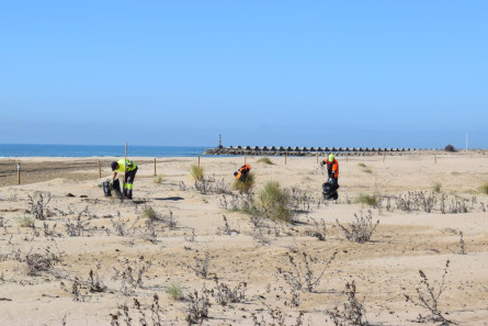 dunes-vegetacio-platja-mota-2.jpg