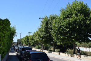 Esporgat arbres Raval del Torrent 2019.JPG