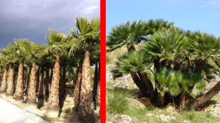 Exòtica_autòctona.jpg
