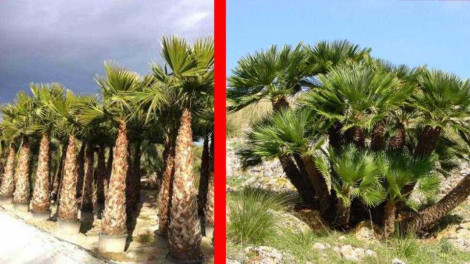 Exòtica_autòctona.jpg