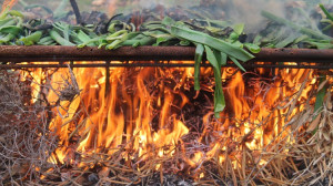 prohibició foc al bosc