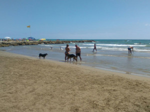 Platja gossos