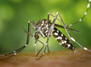 Mosquit tigre