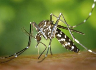 Mosquit tigre