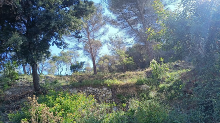 Neteja perimetral i forestal selectiva