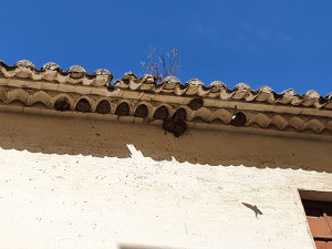 Orenetes
