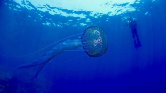 Pelagia noctiluca.jpg