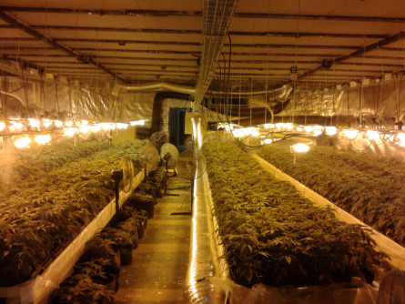 Plantacio marihuana les salines 1