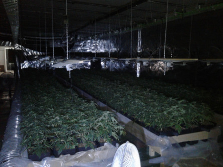 Plantacio marihuana les salines 2