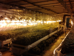 Plantacio marihuana les salines 3