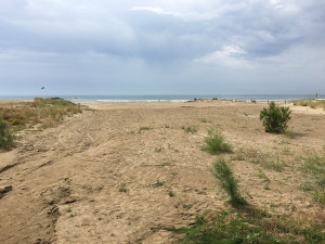 Platja per a gossos