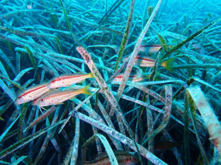 PosidoniaActiva2.JPG