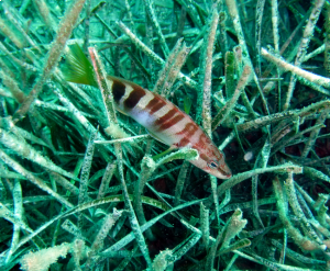 Projecte Posidonia Activa - Anellides (1).png