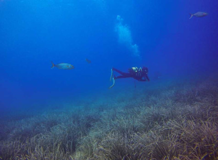 Projecte Posidonia Activa - Anellides (1).jpg