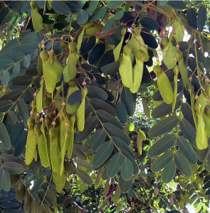 tipuanes