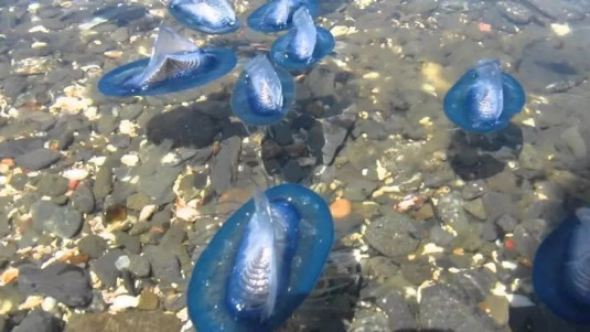 velella.jpg