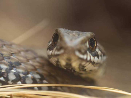 serp verda (Malpolon monspessulanus)